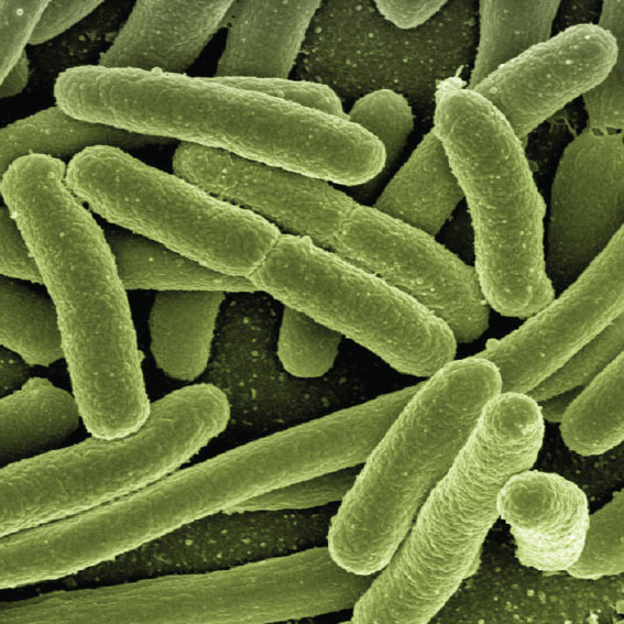 Auch die bekannten Escherichia coli-Bakterien werden zuverlässig bekämpft